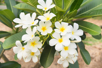 Plumeria
