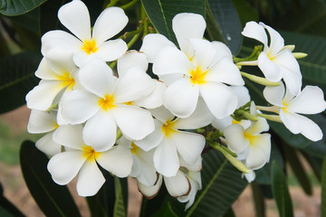Obraz premium Plumeria
