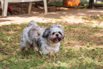 beautiful spring portrait of adorable gray and white shih tzu in the blossoming park