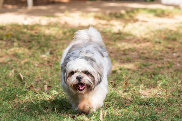 beautiful spring portrait of adorable gray and white shih tzu in the blossoming park