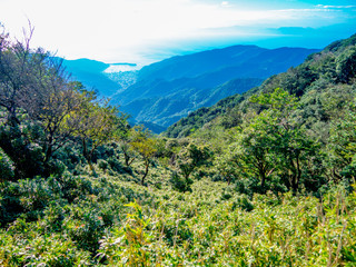 Naklejka premium 【静岡県伊豆半島】夏の高原風景【伊豆山稜線歩道・だるま山周辺】