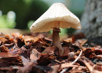 mushroom in forest