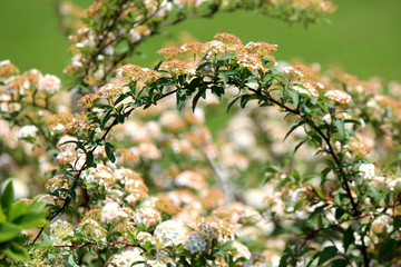 野草