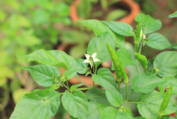 Close-up of green chili tree