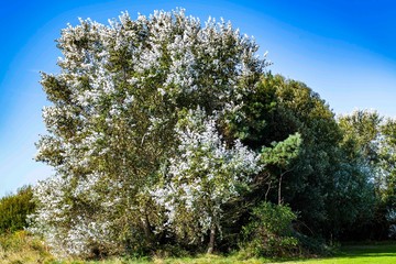 Fototapeta premium Great silver-leafed tree in Combe Valley, East Sussex, England