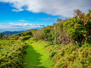 【静岡県伊豆半島】夏の高原風景【伊豆山稜線歩道・だるま山周辺】