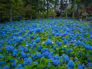 紫陽花　男鹿市・雲昌寺