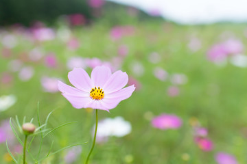 北海道えんがる公園のコスモス畑