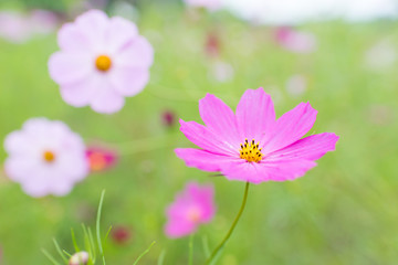 北海道えんがる公園のコスモス畑