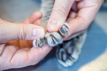 Obraz premium Vet nurse examining the claws of a cat