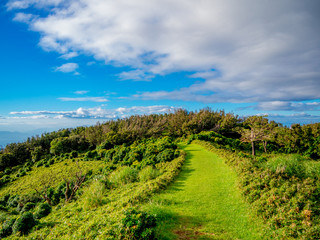 【静岡県伊豆半島】夏の高原風景【伊豆山稜線歩道・だるま山周辺】