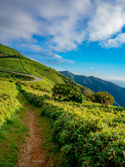 【静岡県伊豆半島】夏の高原風景【伊豆山稜線歩道・だるま山周辺】