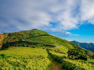 【静岡県伊豆半島】夏の高原風景【伊豆山稜線歩道・だるま山周辺】