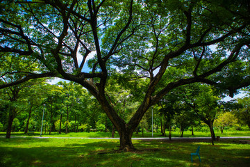 Chatuchak Raily Park is a place to relax and exercise for the general public with large shaded