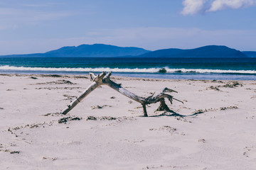 tree branch on the sand on sunny pristine and deserted beach overlooking the South Pacific Ocean