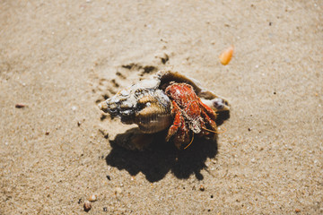 hermit crab on the sand half outside of his shell on the beach