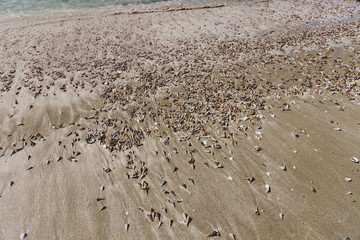 multitude of spiral cone shells along the beach