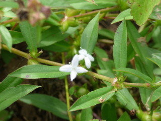 fuzzy white flowers
