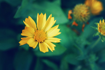 Beautiful fairy dreamy magic yellow coreopsis calliopsis tickseed flower on blurry green background. Dark art moody floral. Toned with filters in retro vintage style. View from top above.
