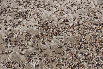multitude of spiral cone shells along the beach