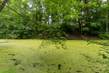 forest scenery with water