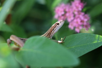 木陰に身を潜めているトカゲ
