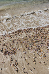 multitude of spiral cone shells along the beach