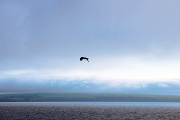 unknown bird hovering over a pond