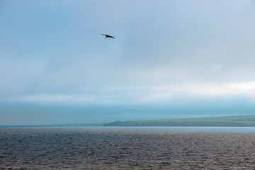 unknown bird hovering over a pond