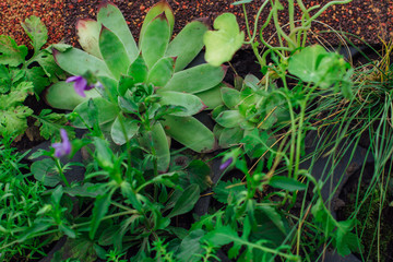 Green succulentus with other plants. Top view.