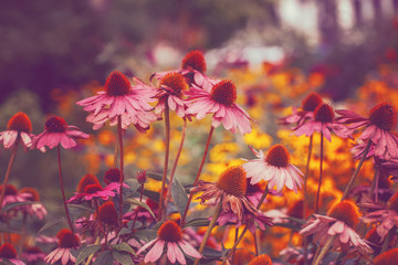 Beautiful fairy dreamy magic pink echinacea purpurea, eastern purple hedgehog coneflower flowers on faded blurry background. Dark art moody floral. Toned with filters in retro vintage style.