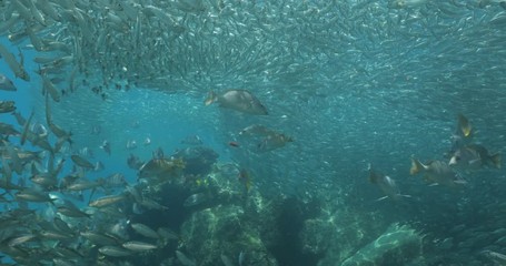 Yellow snapper (Lutjanus argentiventris), hunting sardines, reefs of Sea of Cortez, Pacific ocean. Espiritu santi island, Baja California Sur, Mexico. 