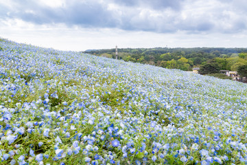 一面のネモフィラ畑３