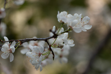 White Cherry Tree Flowers Blooming in Spring