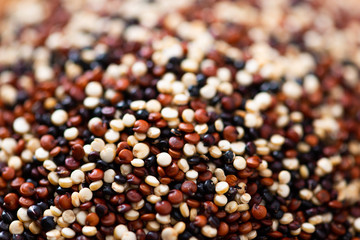 Set of quinoa Red, white and brown quinoa.