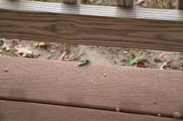 green caterpillar being attacked by a wasp