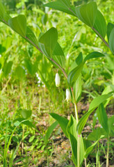 Obraz premium Herb solomon’s seal (Poligonatum) 8