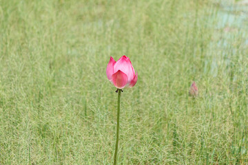 Obraz premium Pink Indian Lotus, Sacred Lotus
