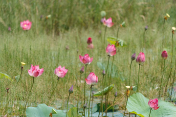 Obraz na płótnie Canvas Pink Indian Lotus, Sacred Lotus