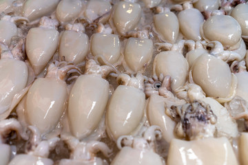 A lot of fresh squid is frozen in a container.