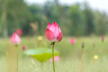 Fototapeta premium Pink Indian Lotus, Sacred Lotus