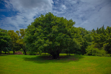 Fototapeta na wymiar Chatuchak Railway Park is a public resting place with green trees bule sky