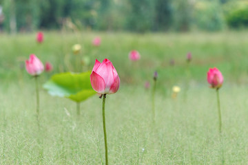 Obraz premium Pink Indian Lotus, Sacred Lotus