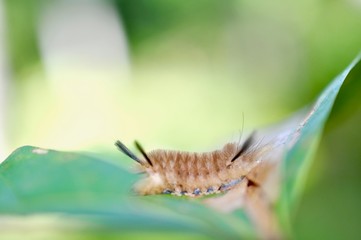 caterpillar on a leaf