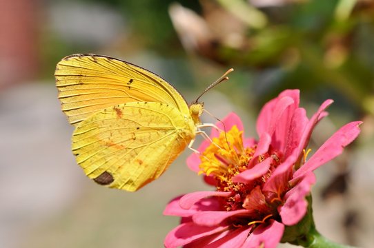 Yellow butterfly on flower orange sulphur