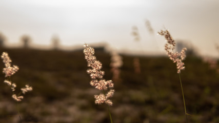 Plant and grass at the field with sun flare as background.