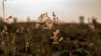 Plant and grass at the field with sun flare as background.
