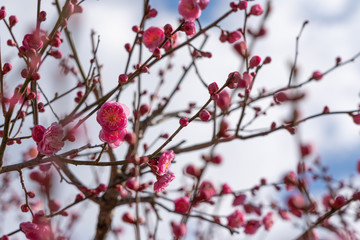 Japanese apricot.