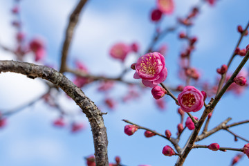 Japanese apricot.