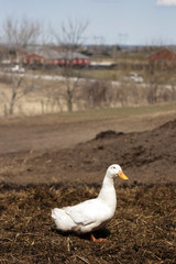 White duck stand on soil ground in a farm with blurry red barn background